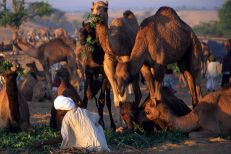 pushkar fair