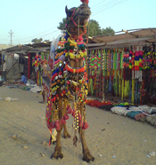 pushkar fair