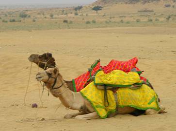 Feria de Camellos de Pushkar