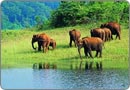 Periyar Sanctuary