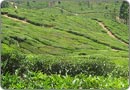 Tea Garden, Munnar