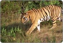 Tiger at Bandhavgarh Park